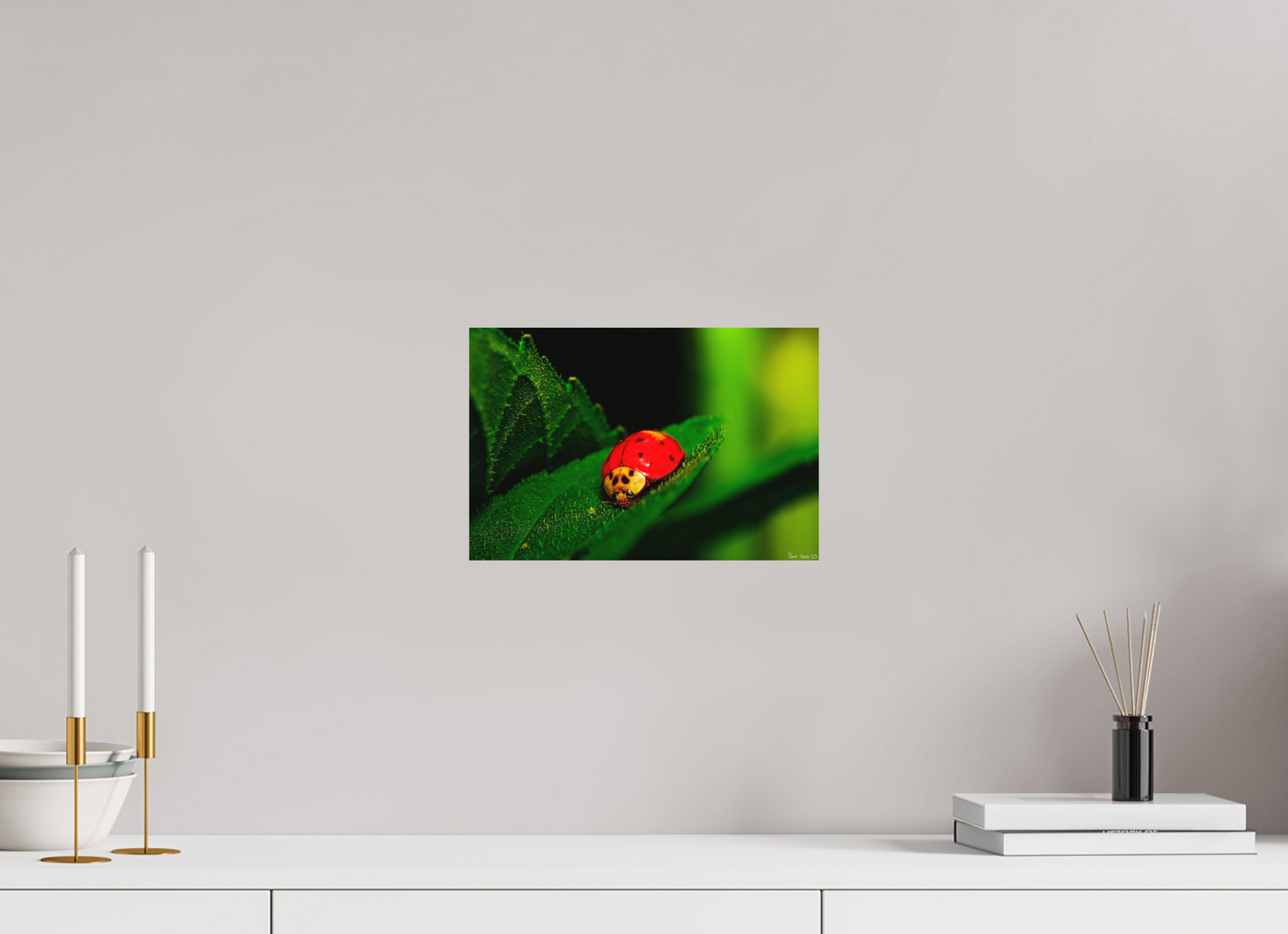 12 x 8″, Forex Our Lady Bird