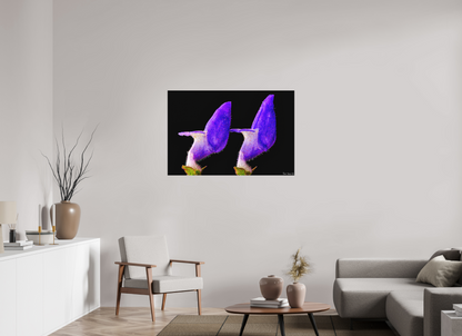 45 x 30″, Forex Coleus Barbatus