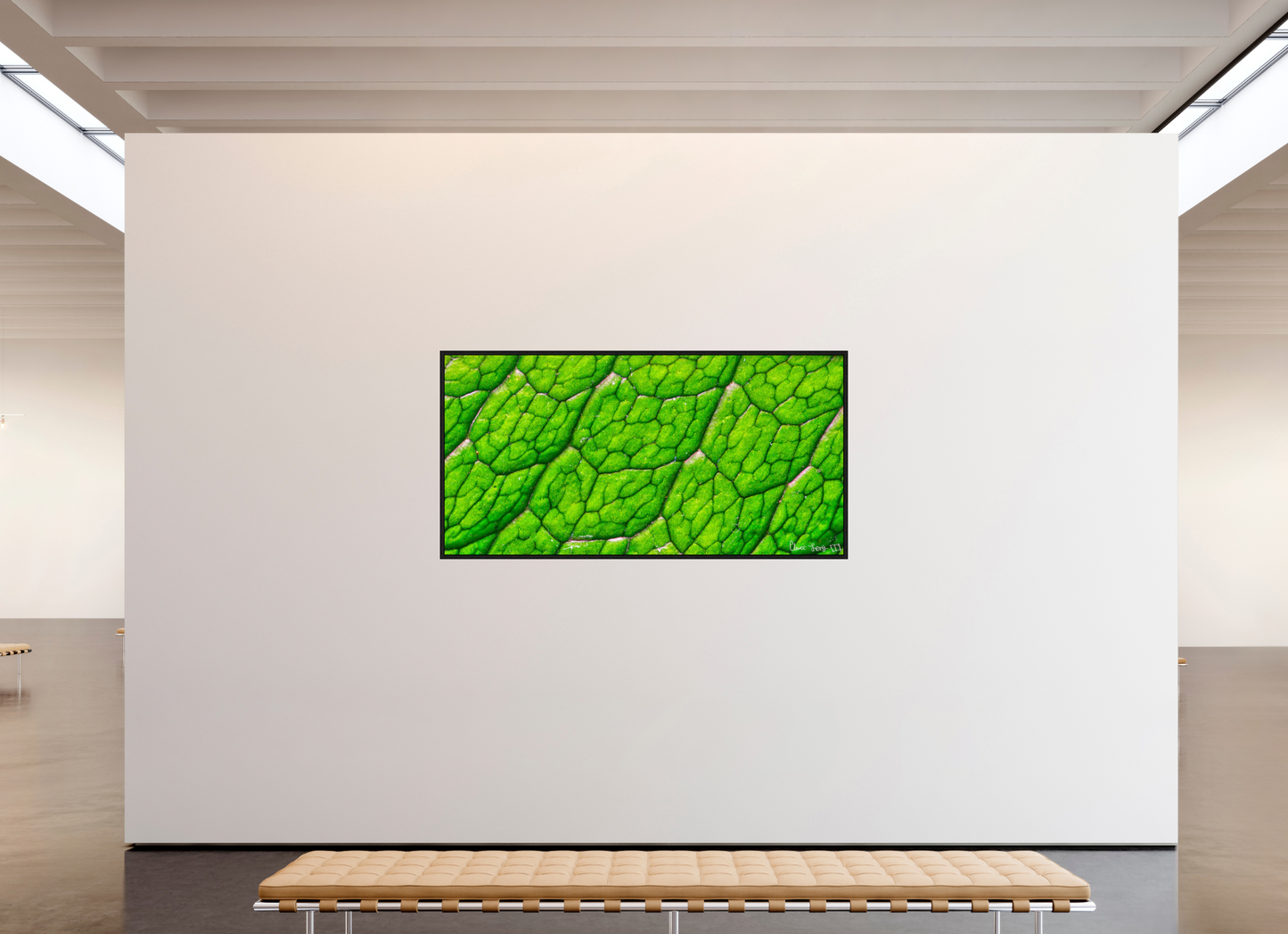 78 x 39″, Floater Frame Black Oak Uniformed Venation