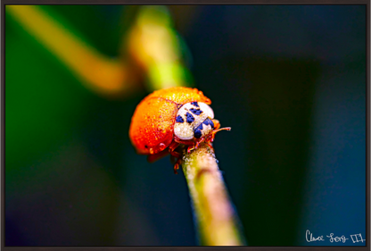 Main image Dew-Kissed Ladybug