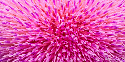 Main image Thistle Sea