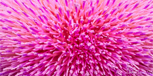 Main image Thistle Sea
