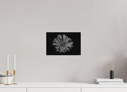 12 x 8″, Forex Carbon Zinnia