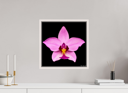 15 x 15″, Floater Frame Maple White Bubblegum Star