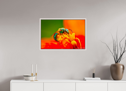 30 x 20″, Floater Frame Maple White Salt Licker