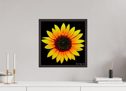 15 x 15″, Floater Frame Alder Brown Nana’s Sunflower