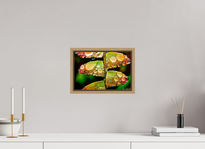 12 x 8″, Floater Frame Natural Oak Monarch’s Abundance