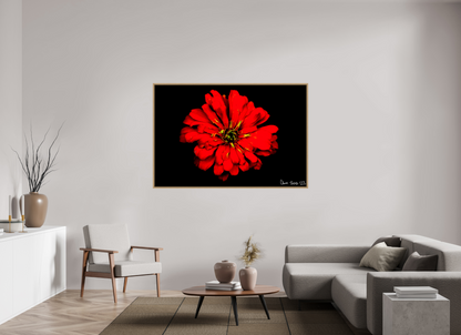 66 x 44″, Floater Frame Natural Oak Zinnia of Fire