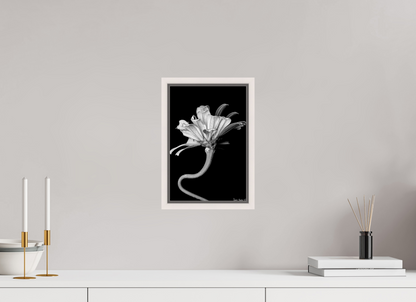 8 x 12″, Floater Frame Maple White Kingsnake’s Florescence