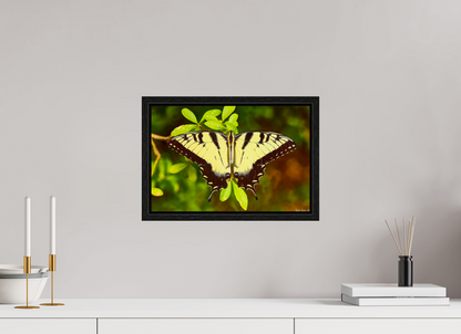 15 x 10″, Floater Frame Black Oak Angel's Landing