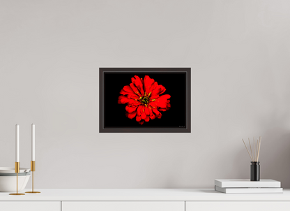 12 x 8″, Floater Frame Alder Brown Zinnia of Fire