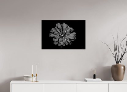30 x 20″, Glossy Metal Carbon Zinnia