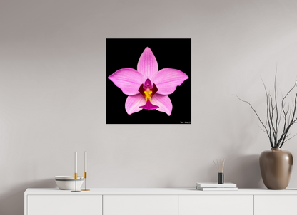 25 x 25″, Acrylic Bubblegum Star