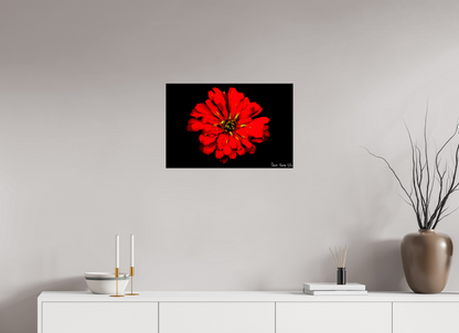 24 x 16″, Glossy Metal Zinnia of Fire