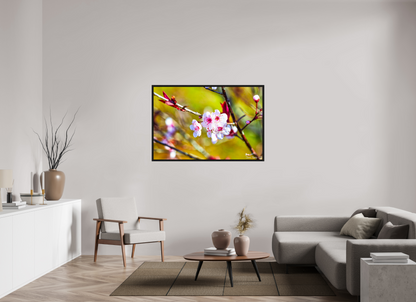 54 x 36″, Floater Frame Black Oak Cherry Blossom