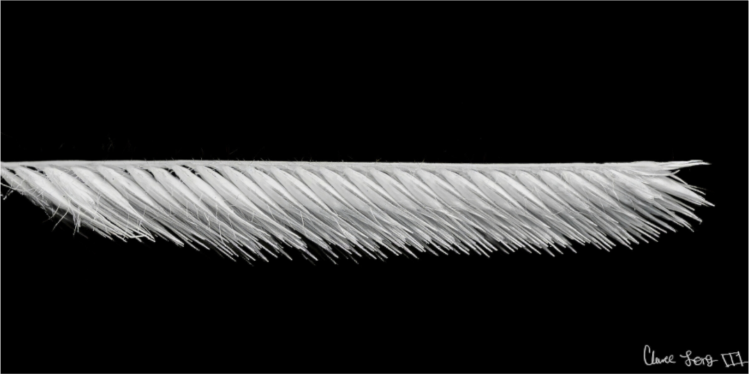 Main image Frayed Precision