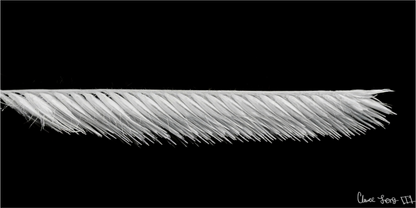 Main image Frayed Precision