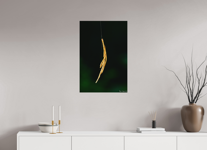 20 x 30″, Forex Nature’s Tether