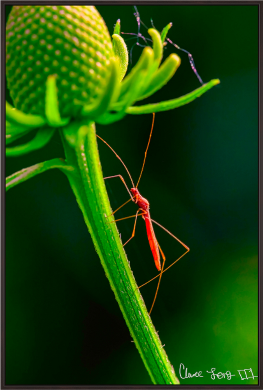 Main image Reaching the Apex