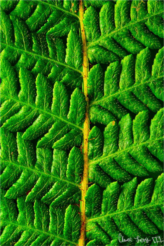 Main image Lush Vitality