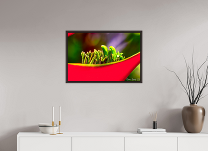 30 x 20″, Floater Frame Alder Brown Utopia