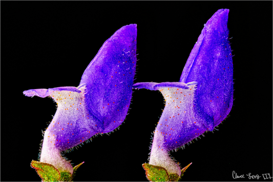 Main image Coleus Barbatus