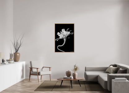 30 x 45″, Floater Frame Natural Oak Kingsnake’s Florescence