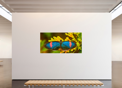 86 x 43″, Photo Print on Aluminum Backing Racing Stripes