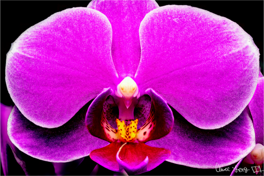 Main image Magnificence