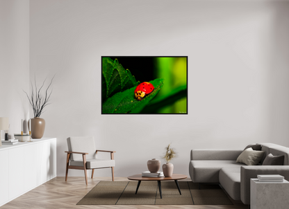 60 x 40″, Floater Frame Black Oak Our Lady Bird