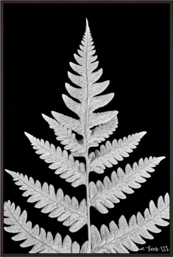 Main image Inverted Viridescence