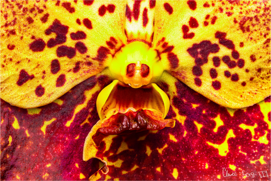 Main image The Flying Thing