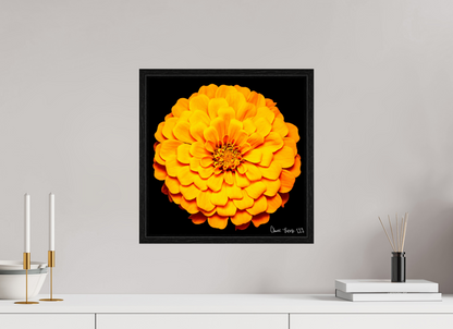 15 x 15″, Floater Frame Black Oak Midnight Sun