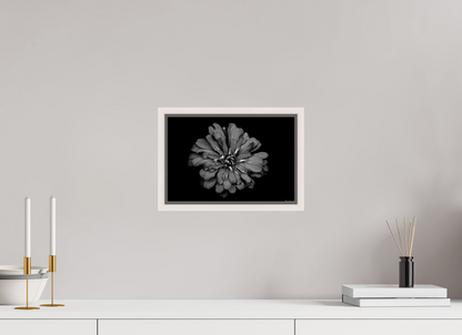 12 x 8″, Floater Frame Maple White Carbon Zinnia
