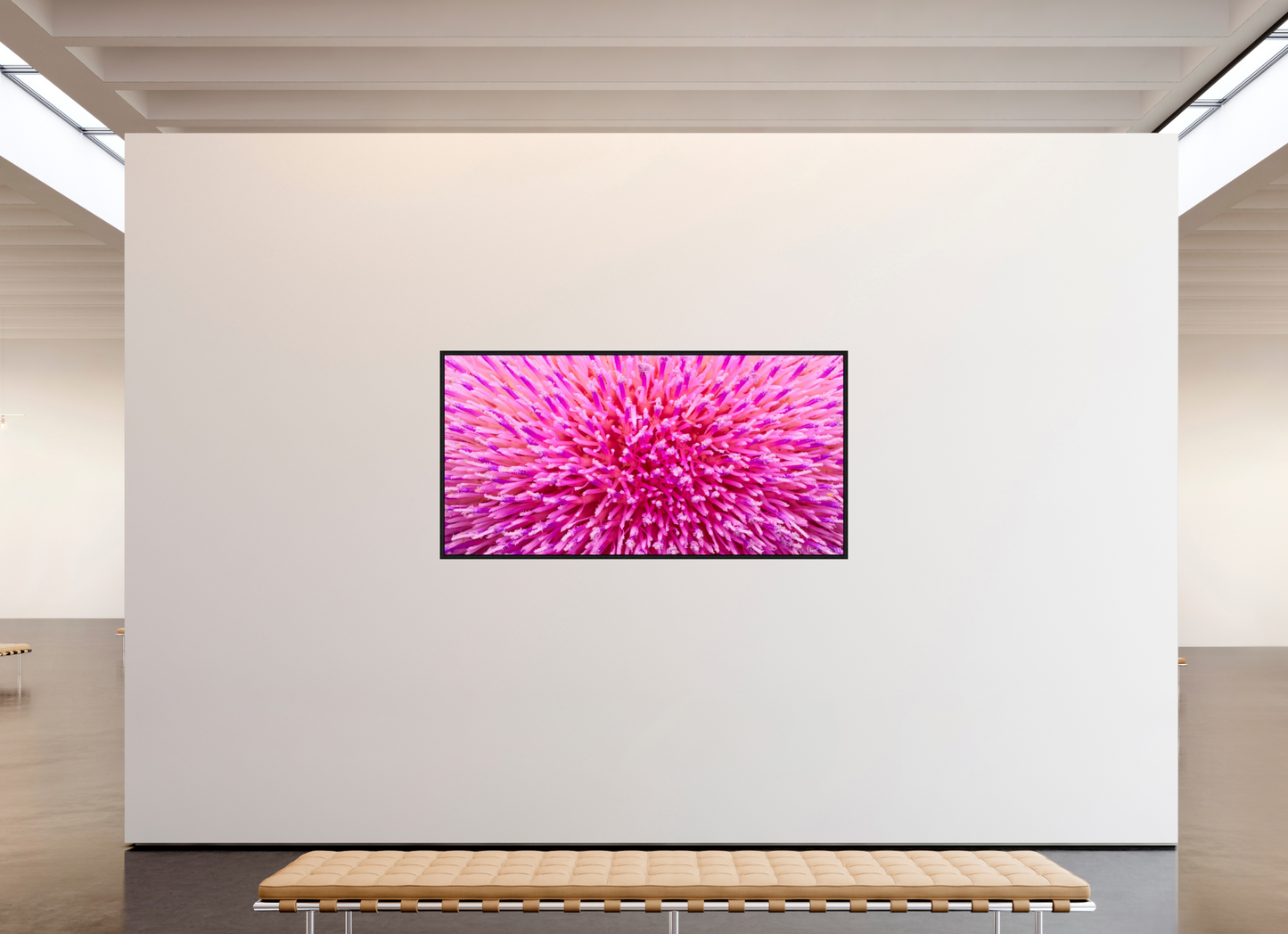 78 x 39″, Floater Frame Black Oak Thistle Sea