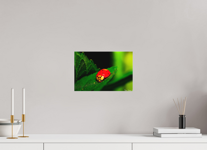12 x 8″, Matte Canvas Our Lady Bird