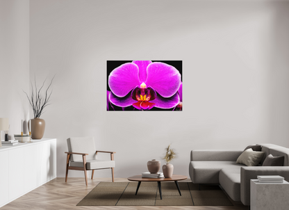 54 x 36″, Forex Magnificence