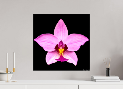 20 x 20″, Glossy Canvas Bubblegum Star