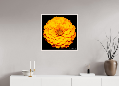 25 x 25″, Floater Frame Maple White Midnight Sun