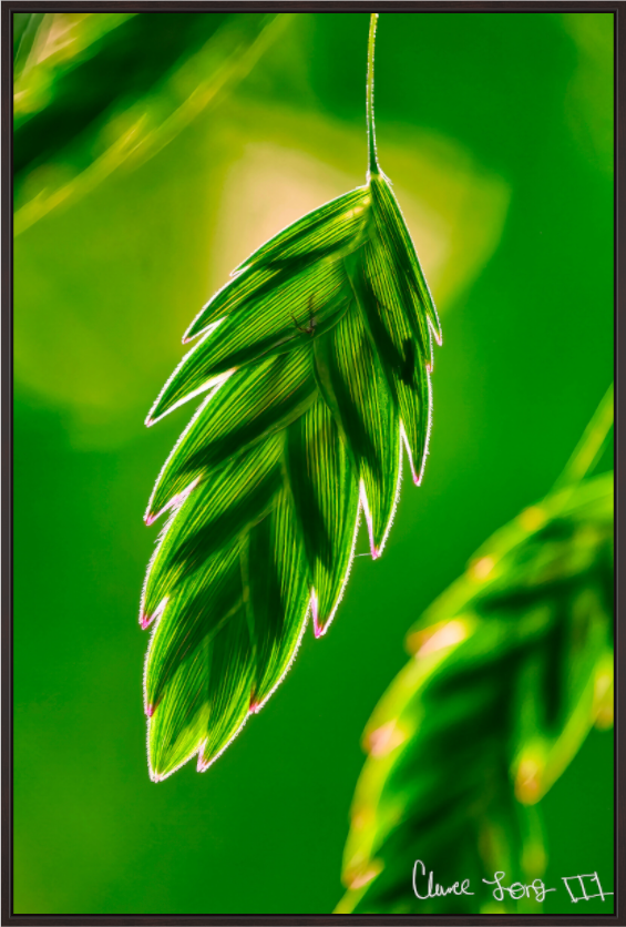 Main image Serrated Kunai