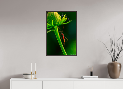 20 x 30″, Floater Frame Alder Brown Reaching the Apex