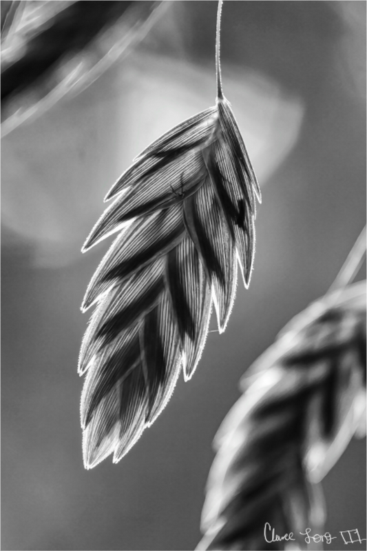 Main image Achromatize