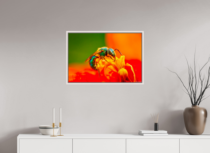 30 x 20″, Floater Frame Maple White Salt Licker