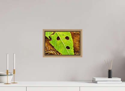 12 x 8″, Floater Frame Natural Oak Flabbergasted