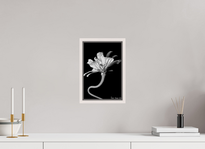 8 x 12″, Floater Frame Maple White Kingsnake’s Florescence