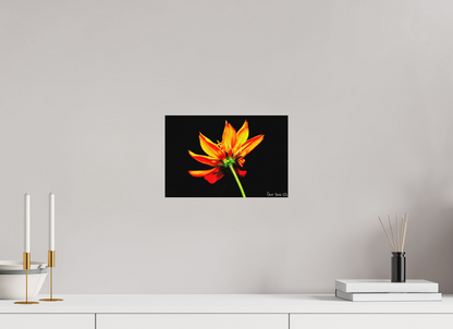 12 x 8″, Matte Metal Soaring Phoenix