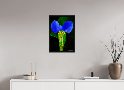 16 x 24″, Floater Frame Black Oak Asiatic Dayflower