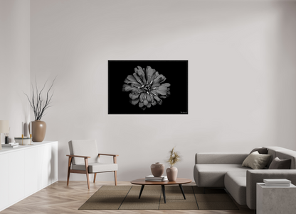 54 x 36″, Floater Frame Black Oak Carbon Zinnia