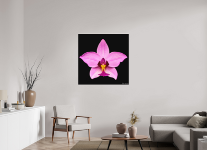 40 x 40″, Direct Print on Aluminum Dibond Default Bubblegum Star