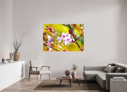 66 x 44″, Glossy Canvas Cherry Blossom